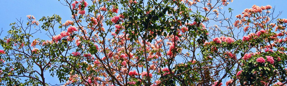 Trang: inmersión en la cultura tailandesa