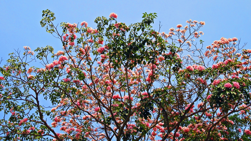 Árbol floral en Trang