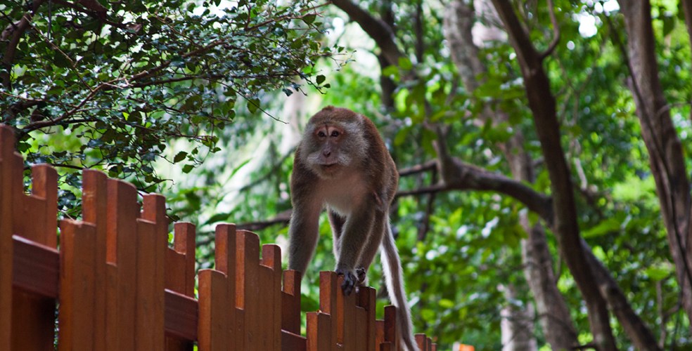 Monos en Railay