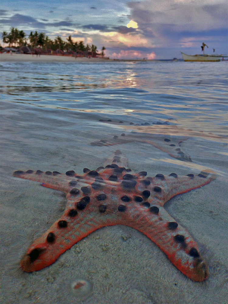 Estrellas de mar en Bantayan, Filipinas
