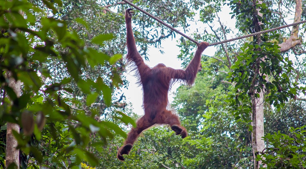 Orangutanes en la Reserva Natural de Semmengoh