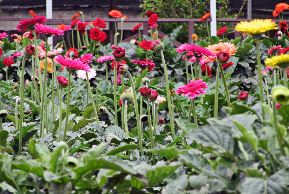 Sembradíos de flores