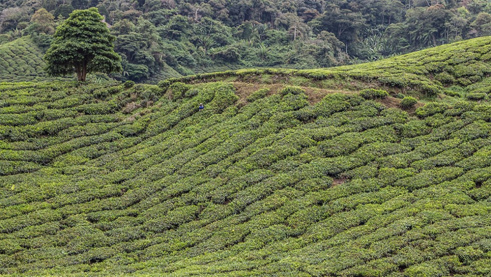 Plantaciones de té Boh en Cameron Highlands