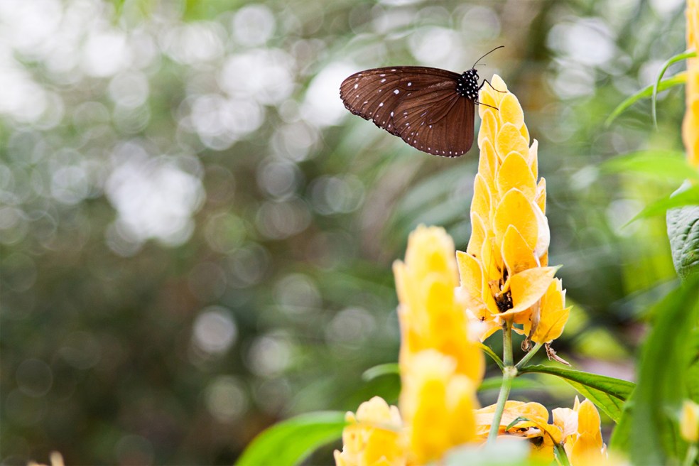 mariposas en Cameron Highlands