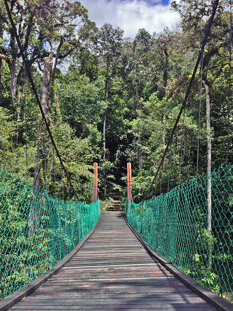 Puentes colgantes en Cameron Highlands