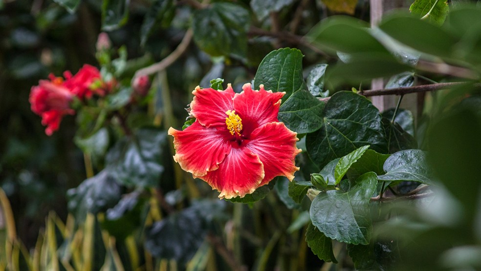 Hibiscus en Malasia