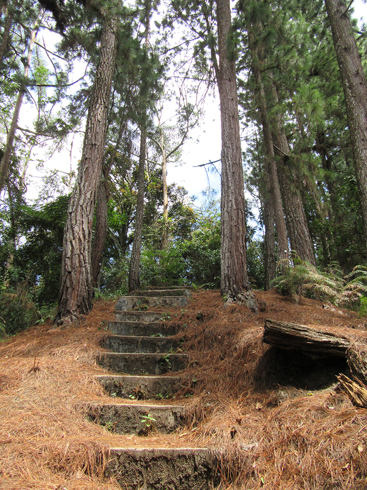 trails por la selva malaya