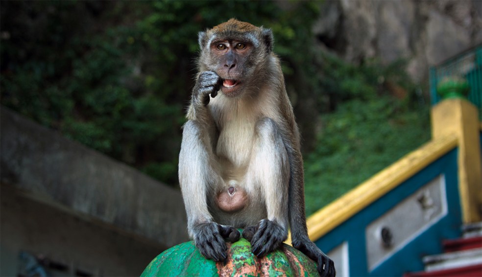 Mono en Batu Caves
